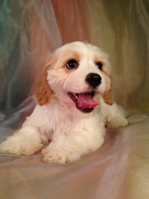 Iowa's Top Cavachon Breeder has a Male Tan and White Puppy for Sale. DOB 6-29-14 Ready Now!